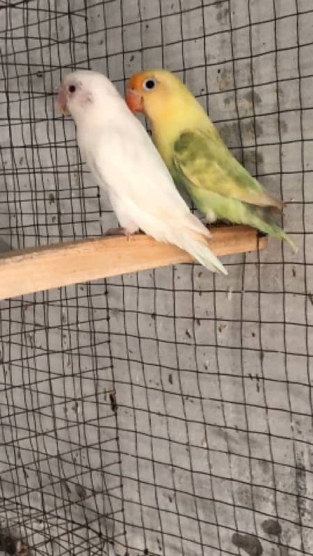 Love birds complete breeding setup for sale 60+ birds ,cages,boxes 16