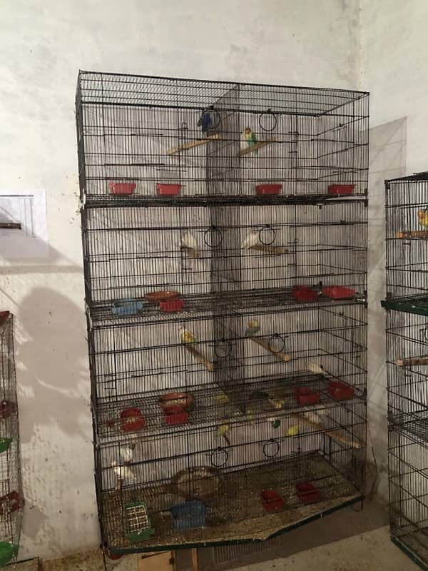 Love birds complete breeding setup for sale 60+ birds ,cages,boxes 17