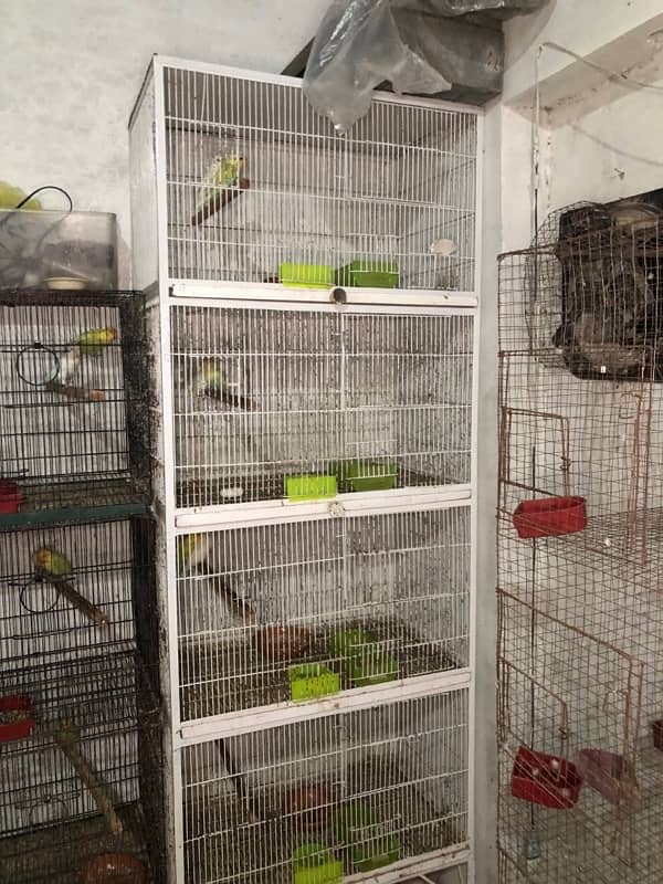 Love birds complete breeding setup for sale 60+ birds ,cages,boxes 18