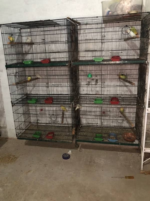 Love birds complete breeding setup for sale 60+ birds ,cages,boxes 19