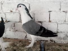 Sherazi Kabootar Fancy Pigeon Male