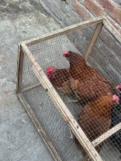 Hens for sell