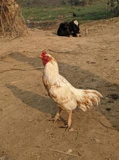 mainwali aseel breader