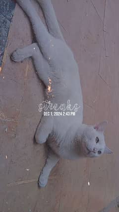 Persian single coat male cat super active playful clever and trained