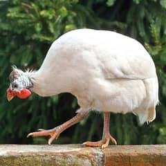 Guiena Fowl Breeder Pair For Sale In Multan Egg Laying.