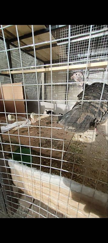 Turkey breeder pair 2