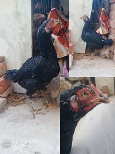 Aseel Thai Hen for Sale