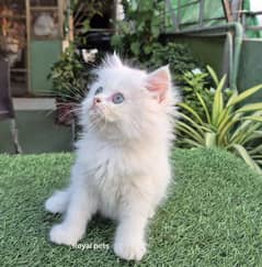 Snow White Pure Persian Kitten