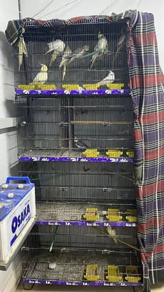 Cockatiels For Sale with Cage