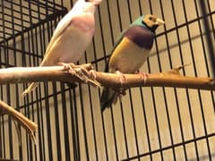 Gouldian Goldian Golden Finch birds Pair with Cage 03184458164