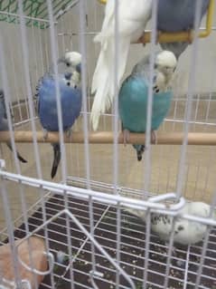 Breeded Australian budgies pair