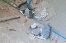Kabootar