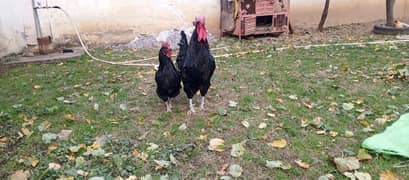 pure Australorp In Abbottabad