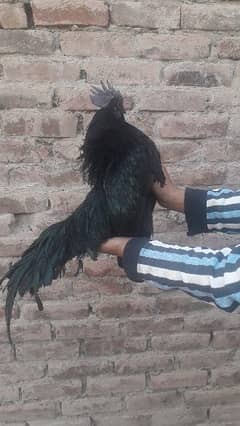 ayam cemani