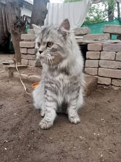 Grey Persian cat, fully vaccinated,litter trained,home friendly