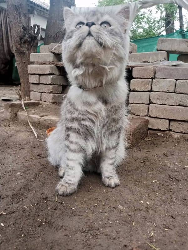 Grey Persian cat, fully vaccinated,litter trained,home friendly 1