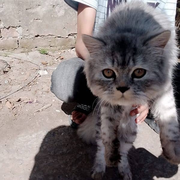 Grey Persian cat, fully vaccinated,litter trained,home friendly 3