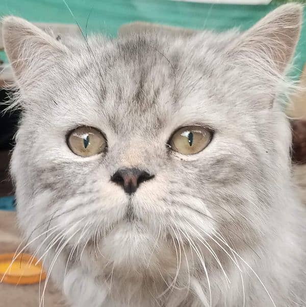 Grey Persian cat, fully vaccinated,litter trained,home friendly 4