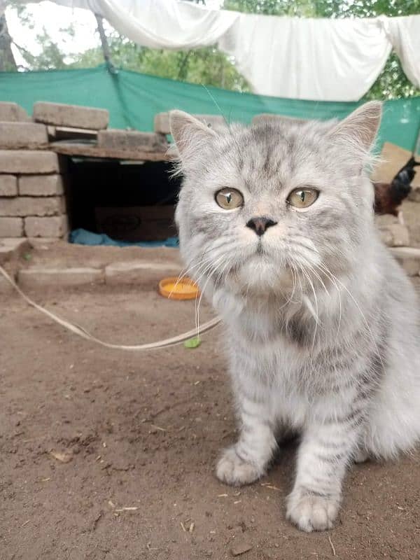 Grey Persian cat, fully vaccinated,litter trained,home friendly 5