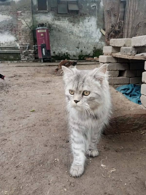 Grey Persian cat, fully vaccinated,litter trained,home friendly 7