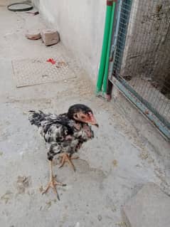 7 aseel chicks for sale 03244543637 ak chick 1500