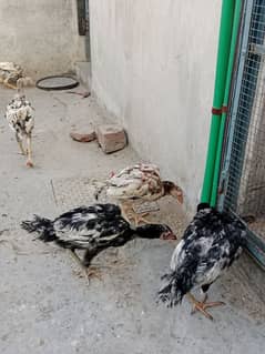 7 aseel chicks for sale 03244543637 ak chick 1500