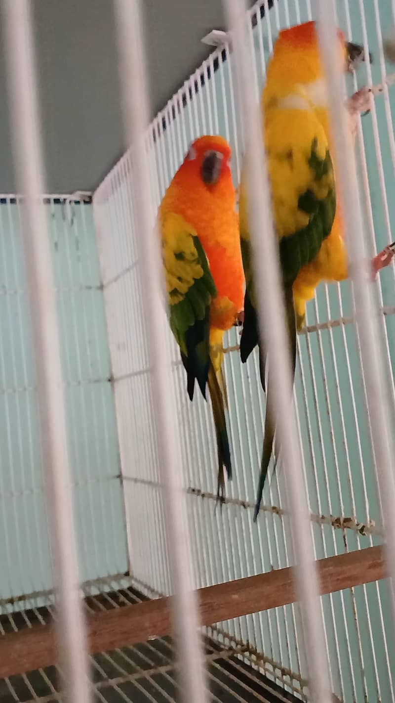 2 sunconure females 0