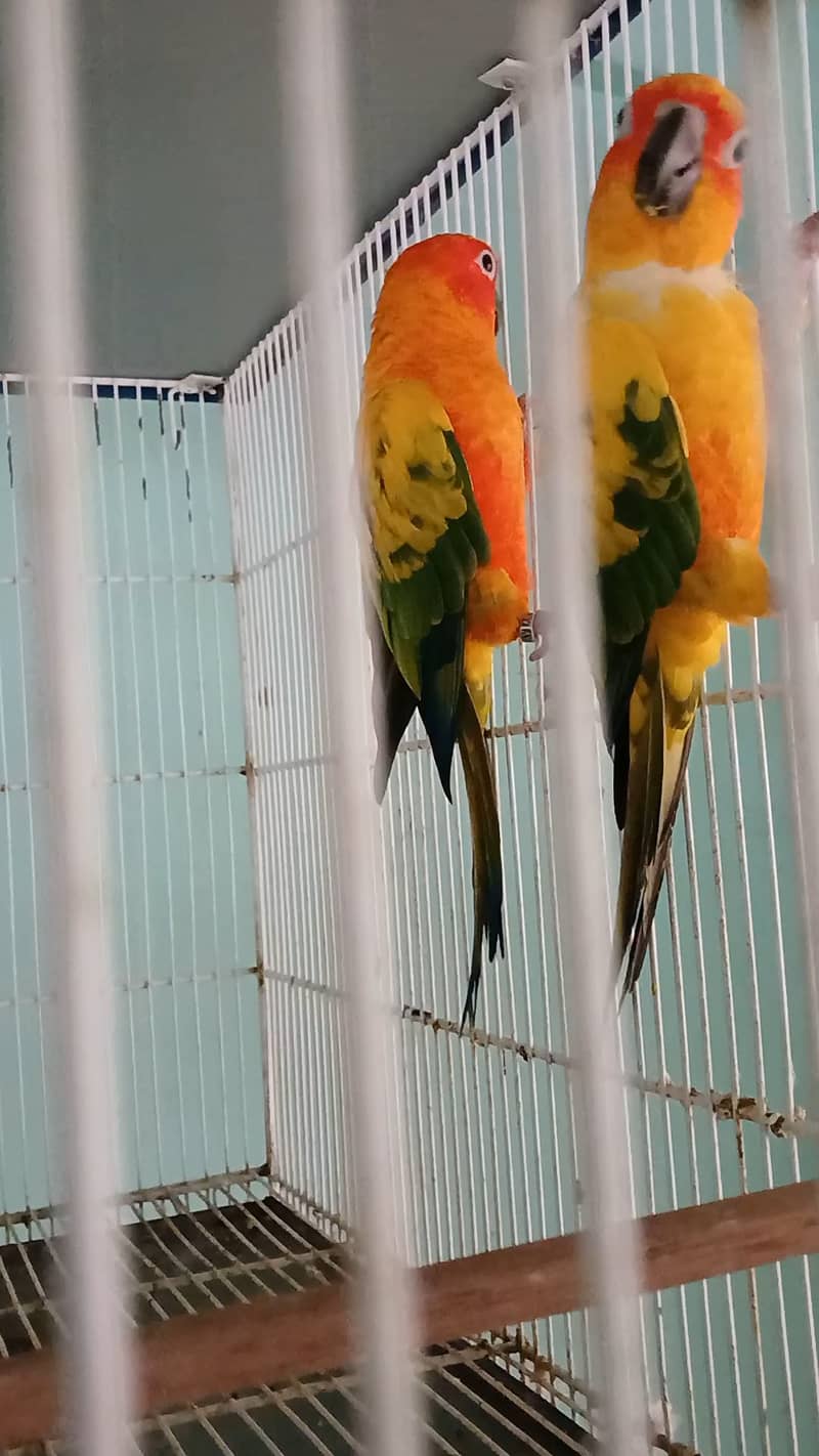 2 sunconure females 1