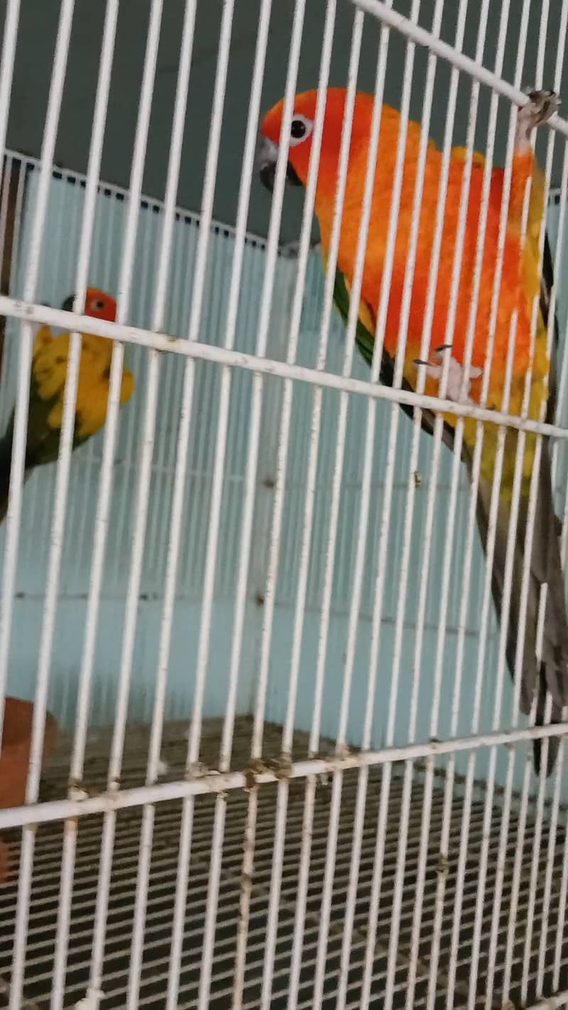 2 sunconure females 2