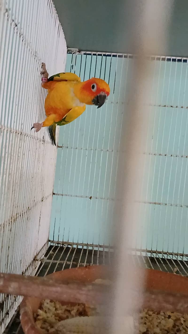 2 sunconure females 3