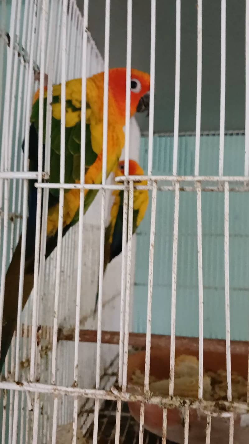 2 sunconure females 4