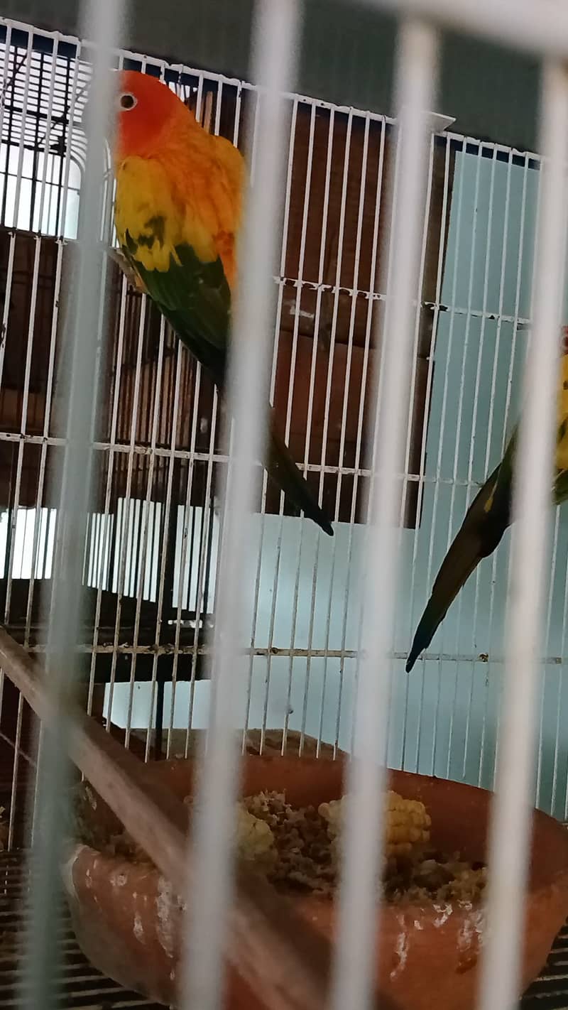 2 sunconure females 5