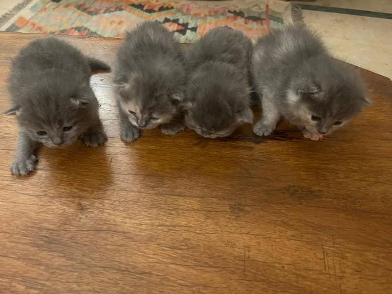 Persian kittens for sale 0