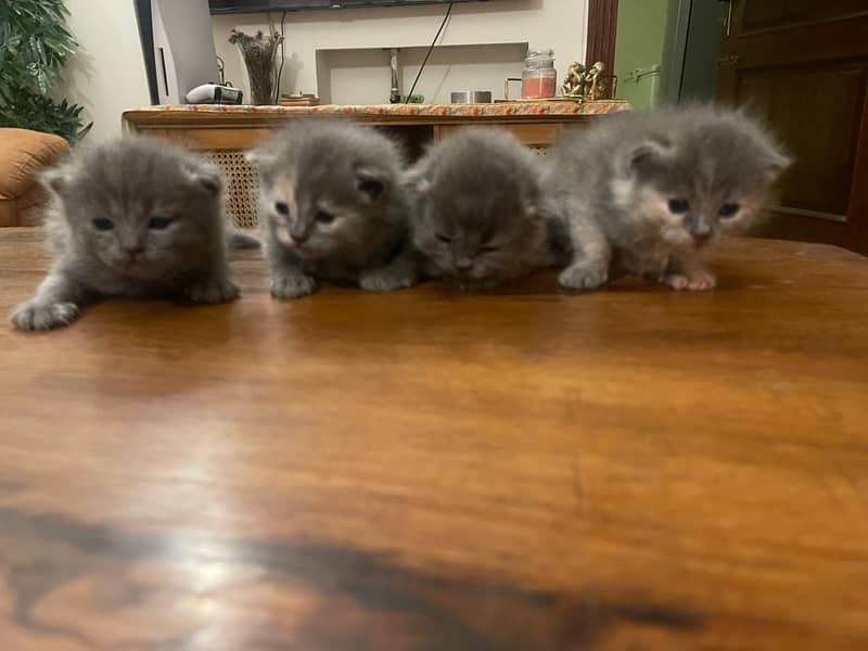 Persian kittens for sale 1