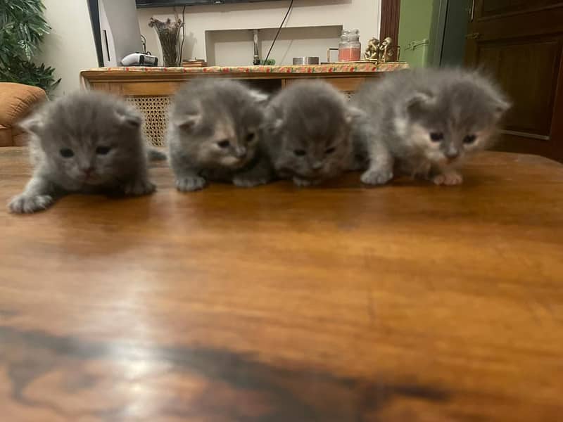 Persian kittens for sale 2