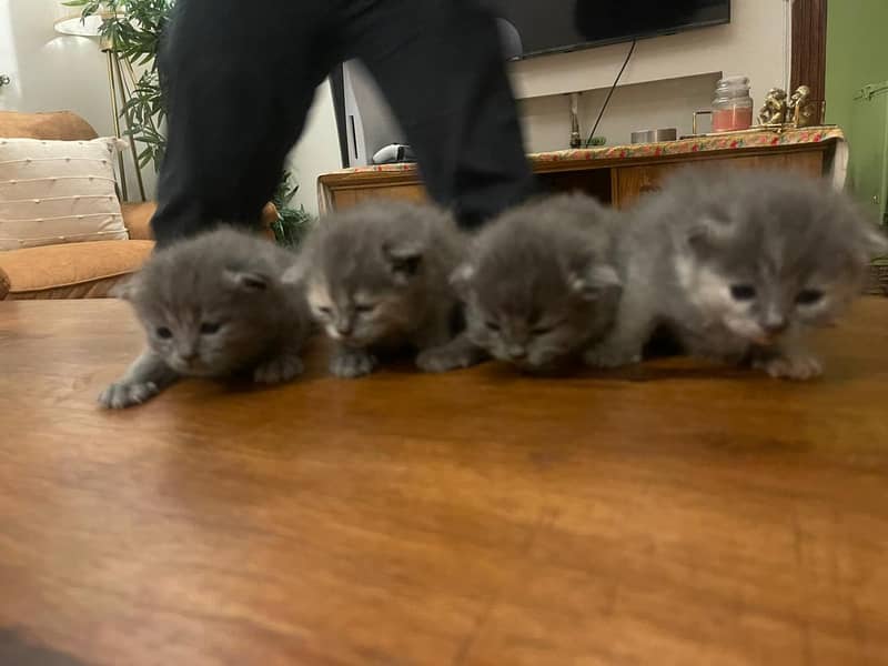 Persian kittens for sale 3