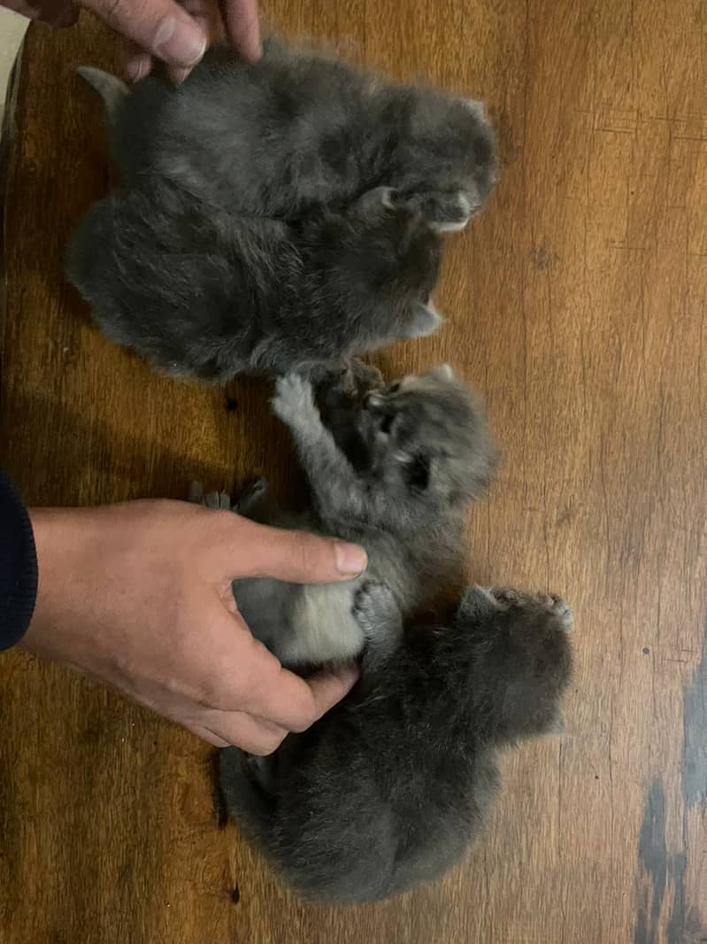 Persian kittens for sale 4