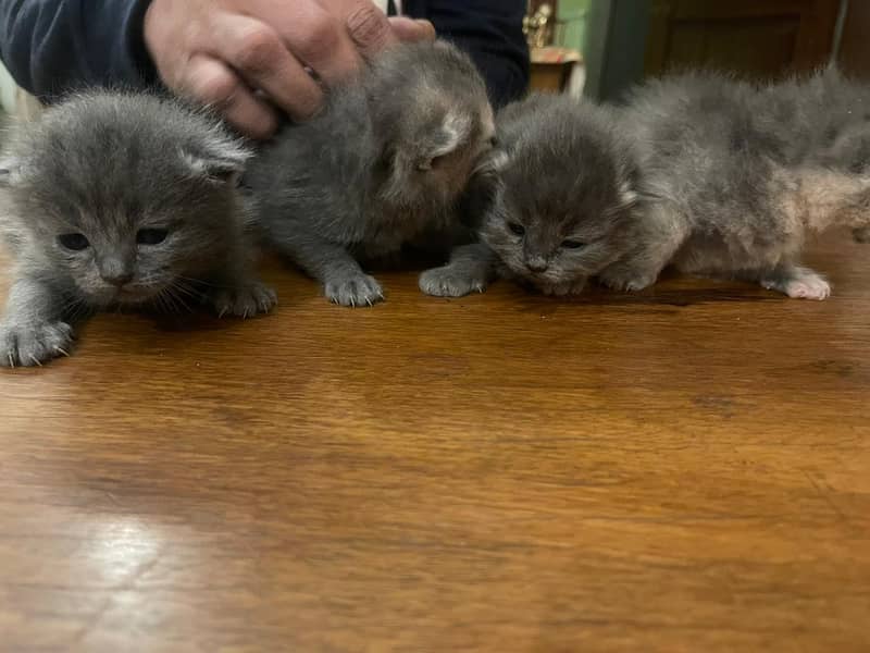 Persian kittens for sale 5