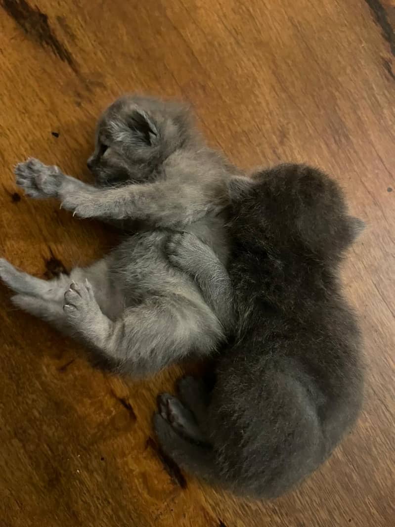 Persian kittens for sale 6