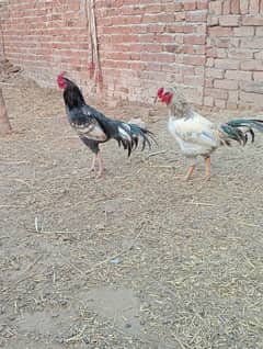 aseel pair for sale