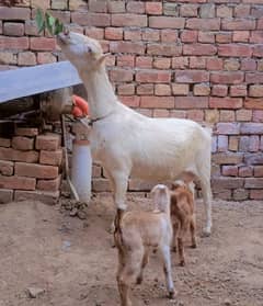 White Tedi Female With 2 Babies