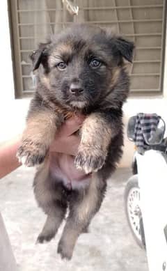 German Shepherd Female Puppies