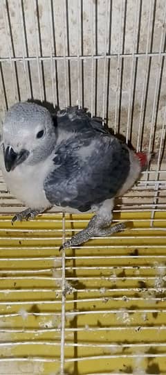 GREY PARROT chick near to self Karachi breed