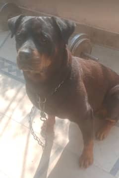 Rottweiler female big haldi and active