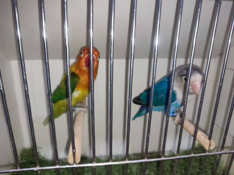 Love Birds breeder Pairs/ Creamino/Opaline/pale fellow 14