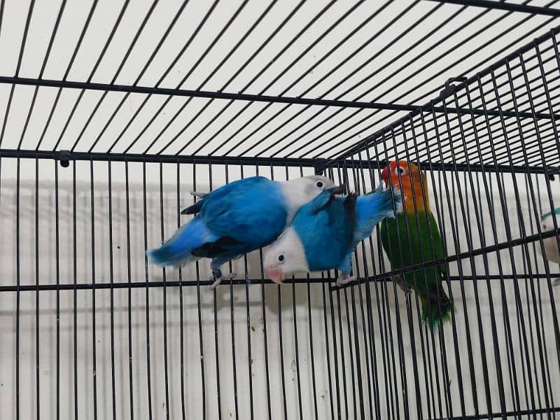 Love Birds breeder Pairs/ Creamino/Opaline/pale fellow 15