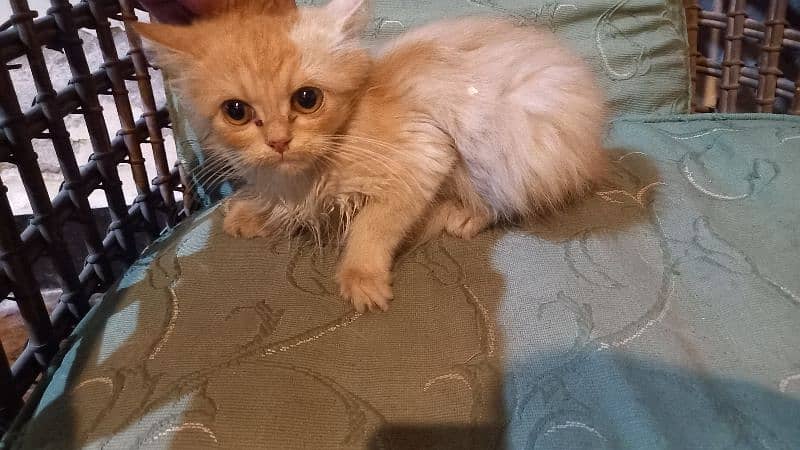 persian kitten 0