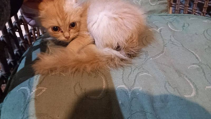 persian kitten 1