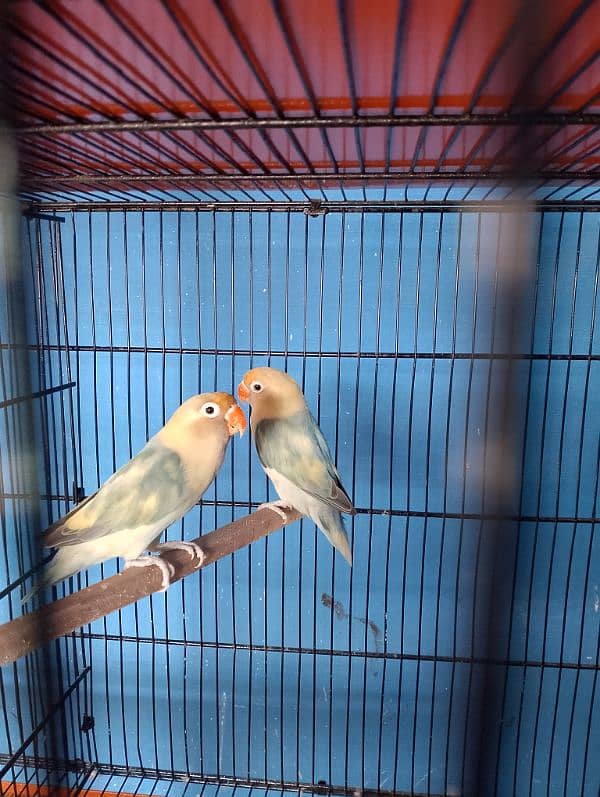 love birds 4