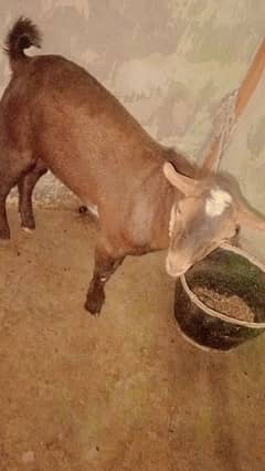 goats for sell ha 0311.3402326